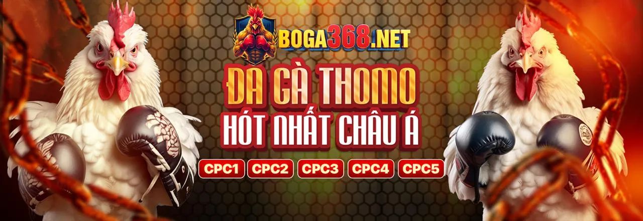 Chuyên gia phân tích dữ liệu đá gà Thomo, sử dụng biểu đồ và thông tin chi tiết